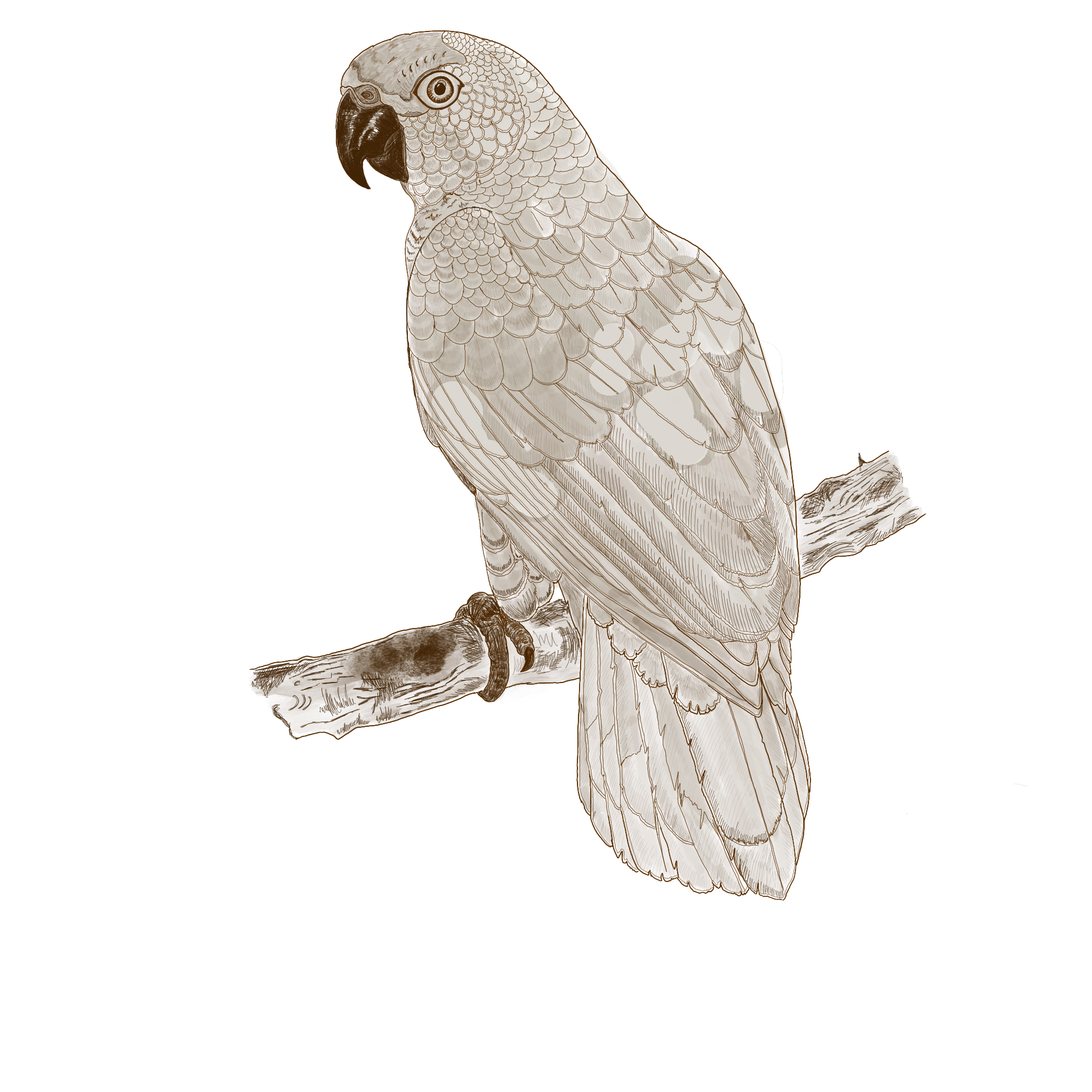 paraty birding